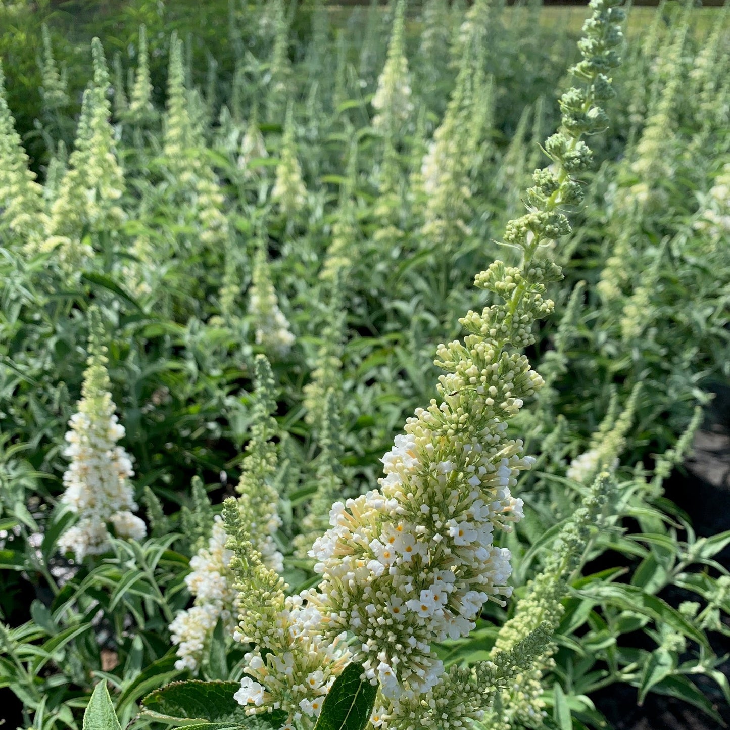 BUDDLEIA hybrid Buzz Ivory Butterfly Bush