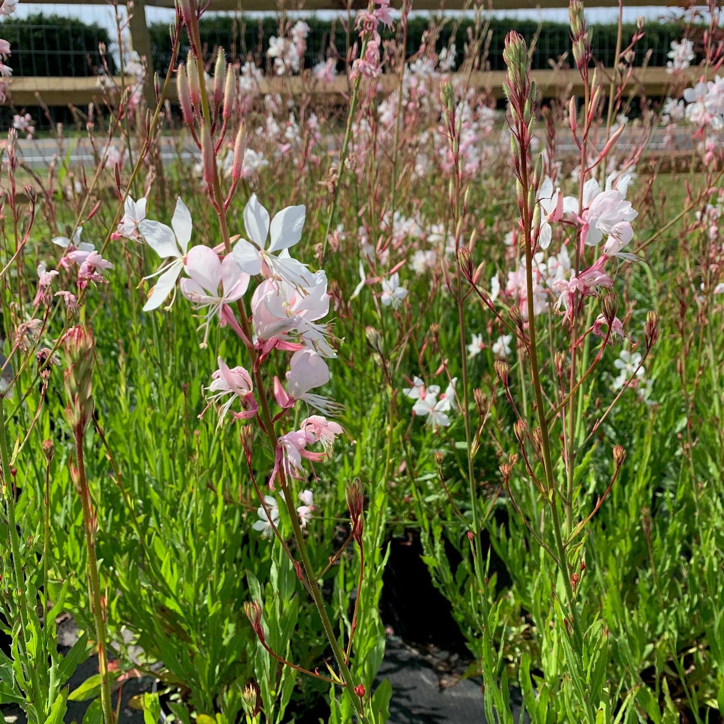 GAURA lindheimari Whirling Butterflies