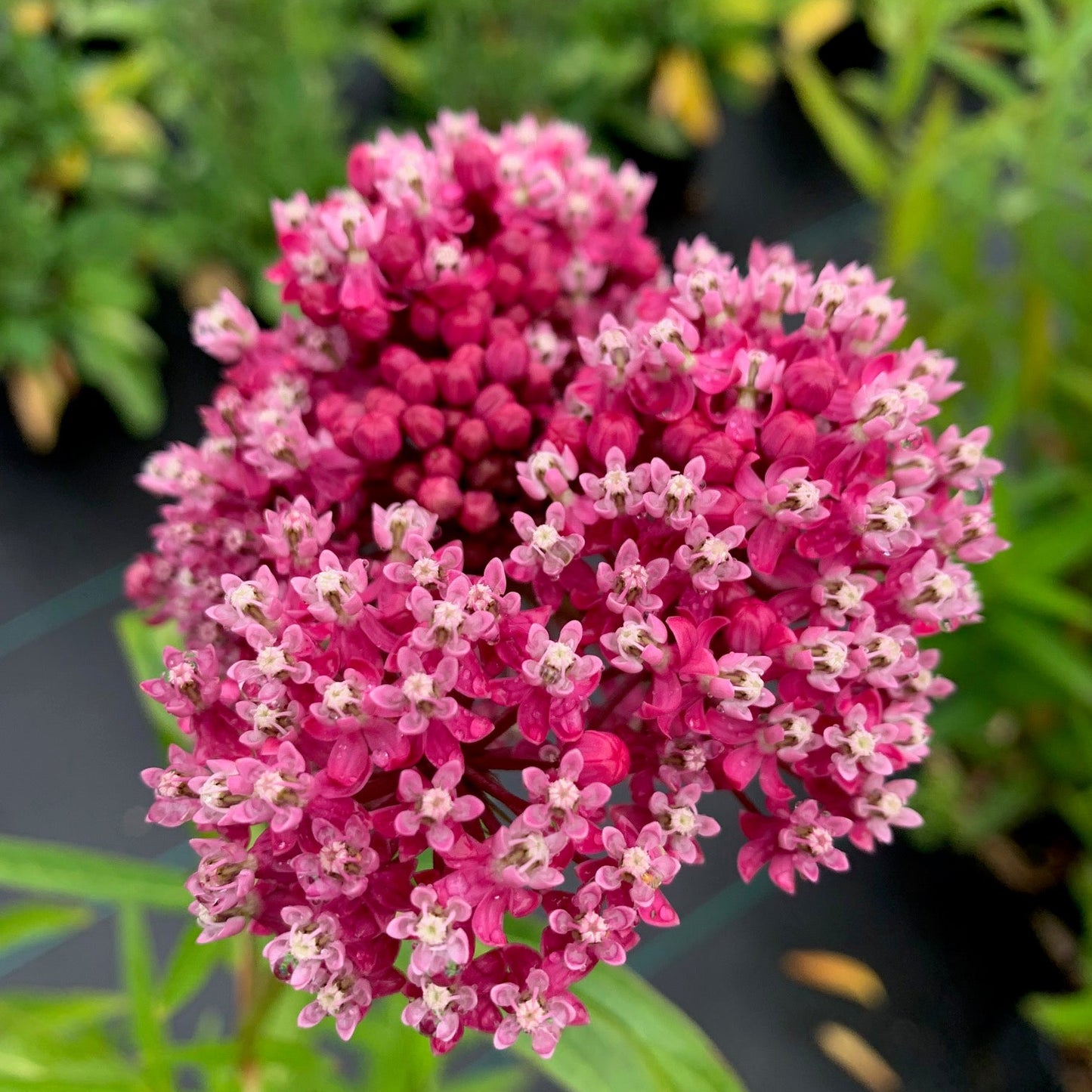ASCLEPIAS incarnata Swamp Milkweed