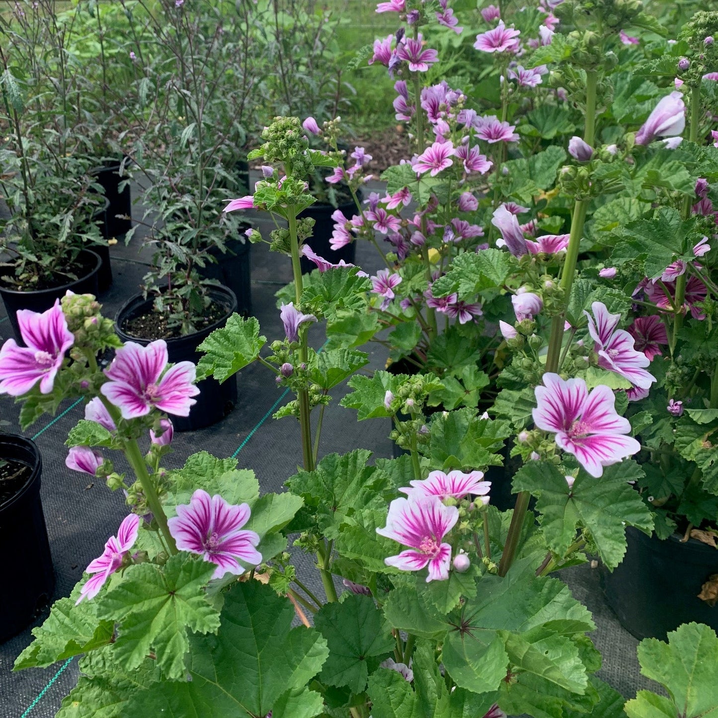MALVA sylvestris Zebrina High Mallow