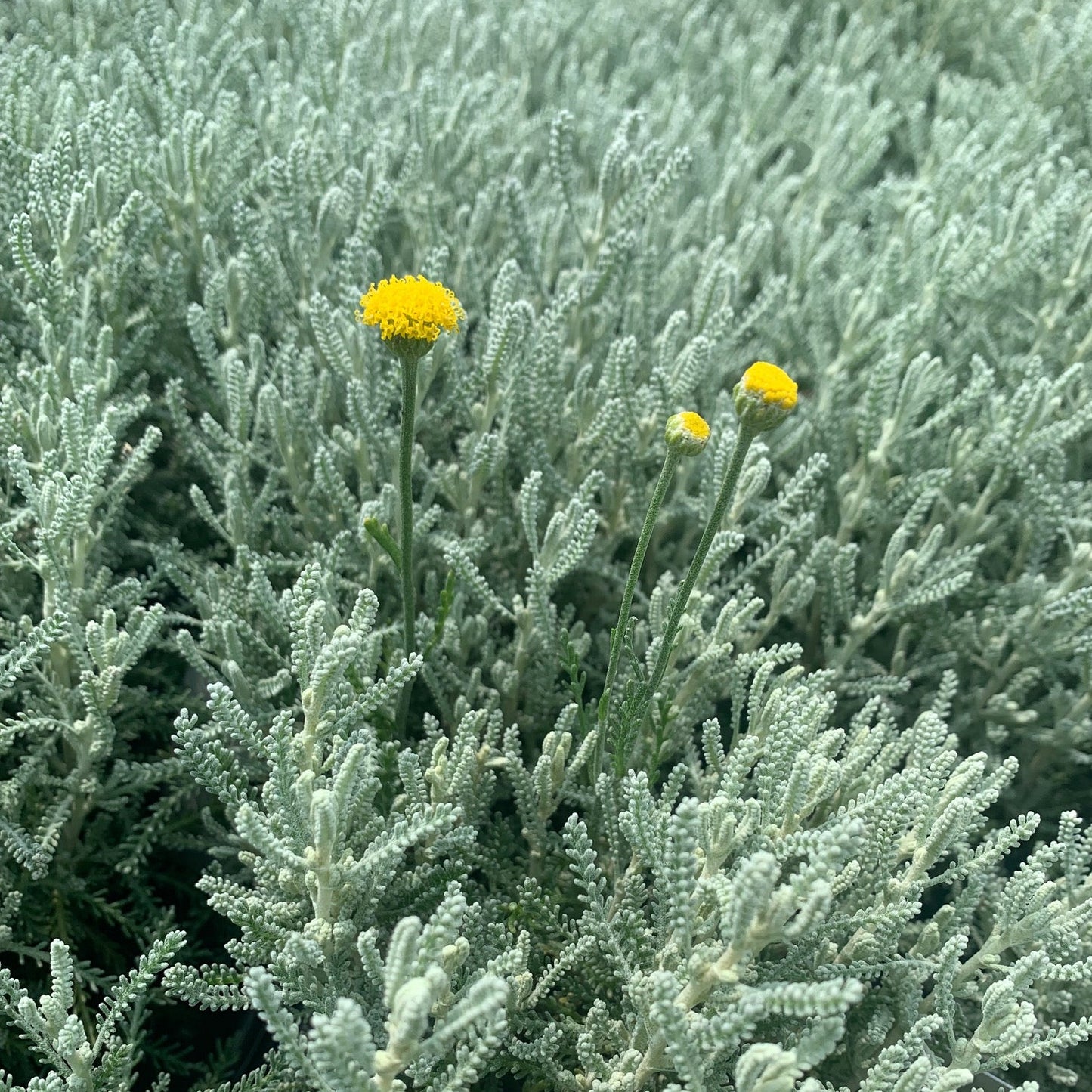 SANTOLINA chamaecyparissus Grey Lavender Cotton