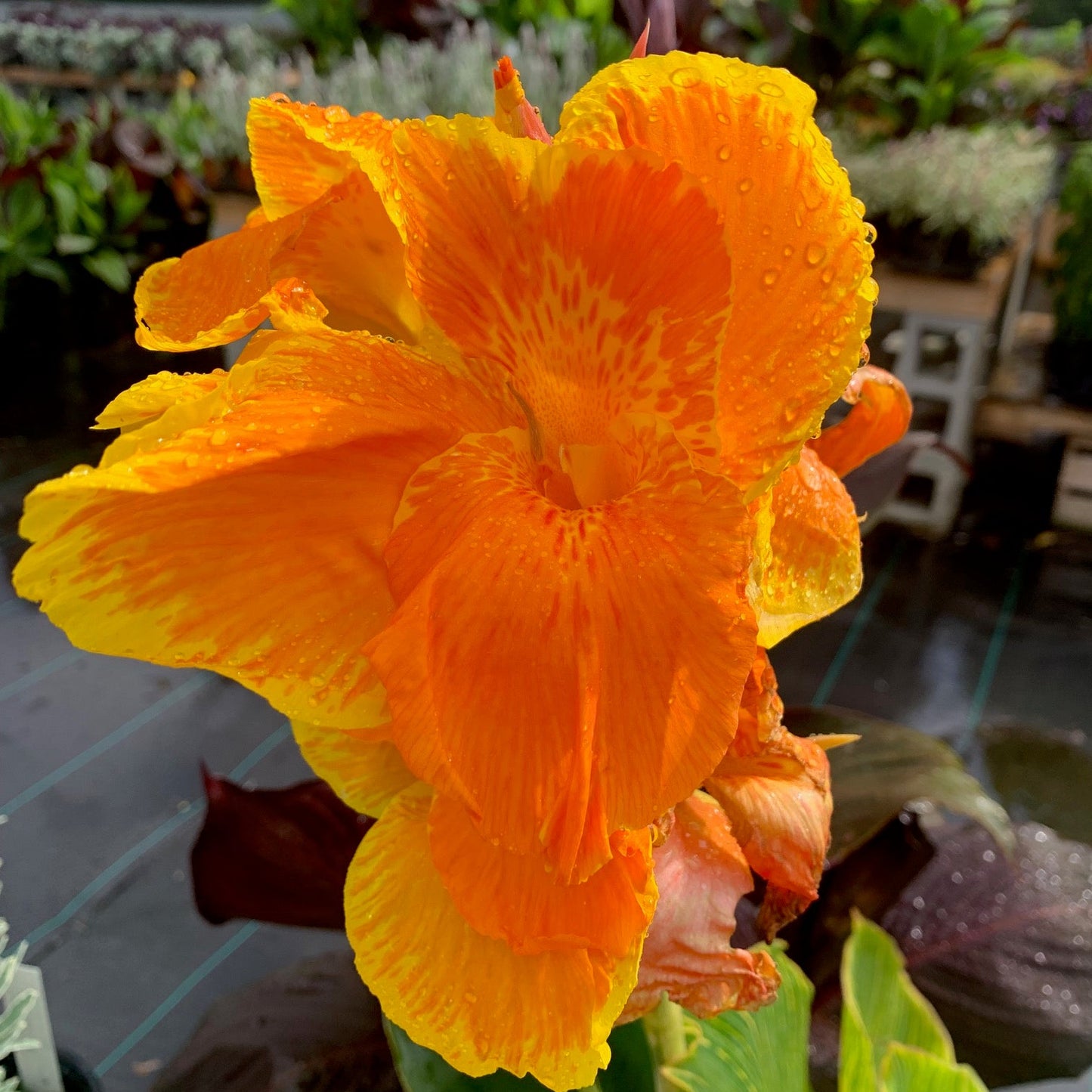 CANNA Lily Pretoria (Bengal Tiger)