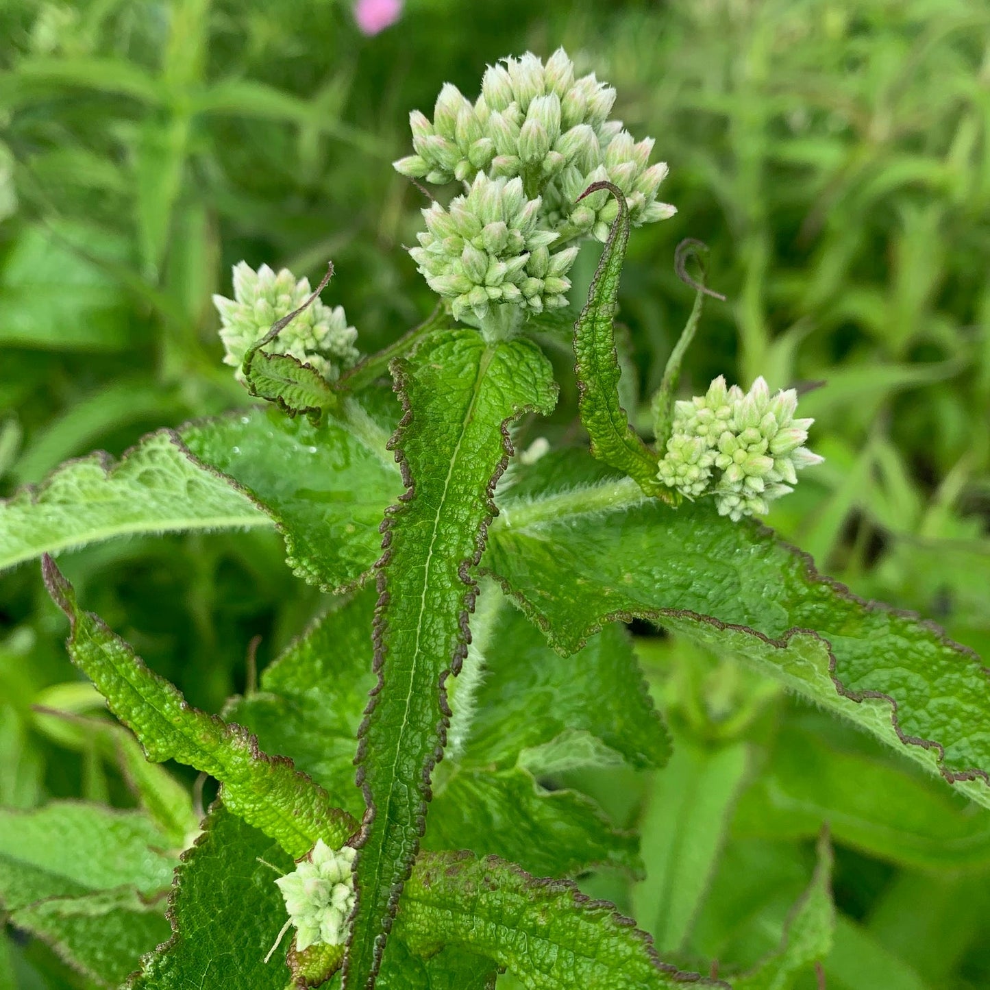 EUPATORIUM perfoliatum Common Boneset (White Joe Pye)