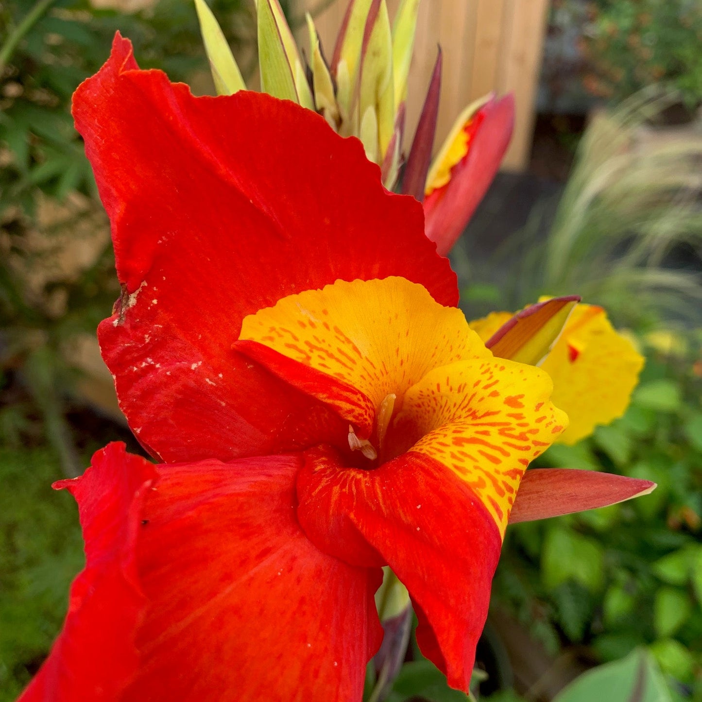 CANNA Lily Cleopatra