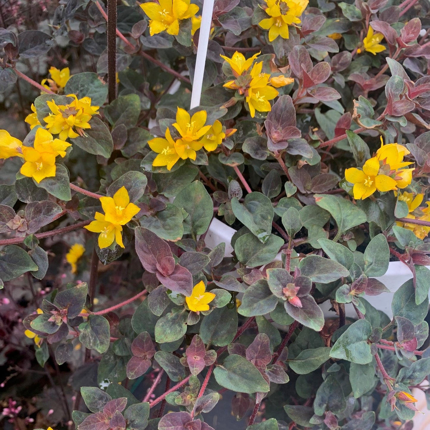 LYSIMACHIA congestiflora Persian Chocolate Loosestrife