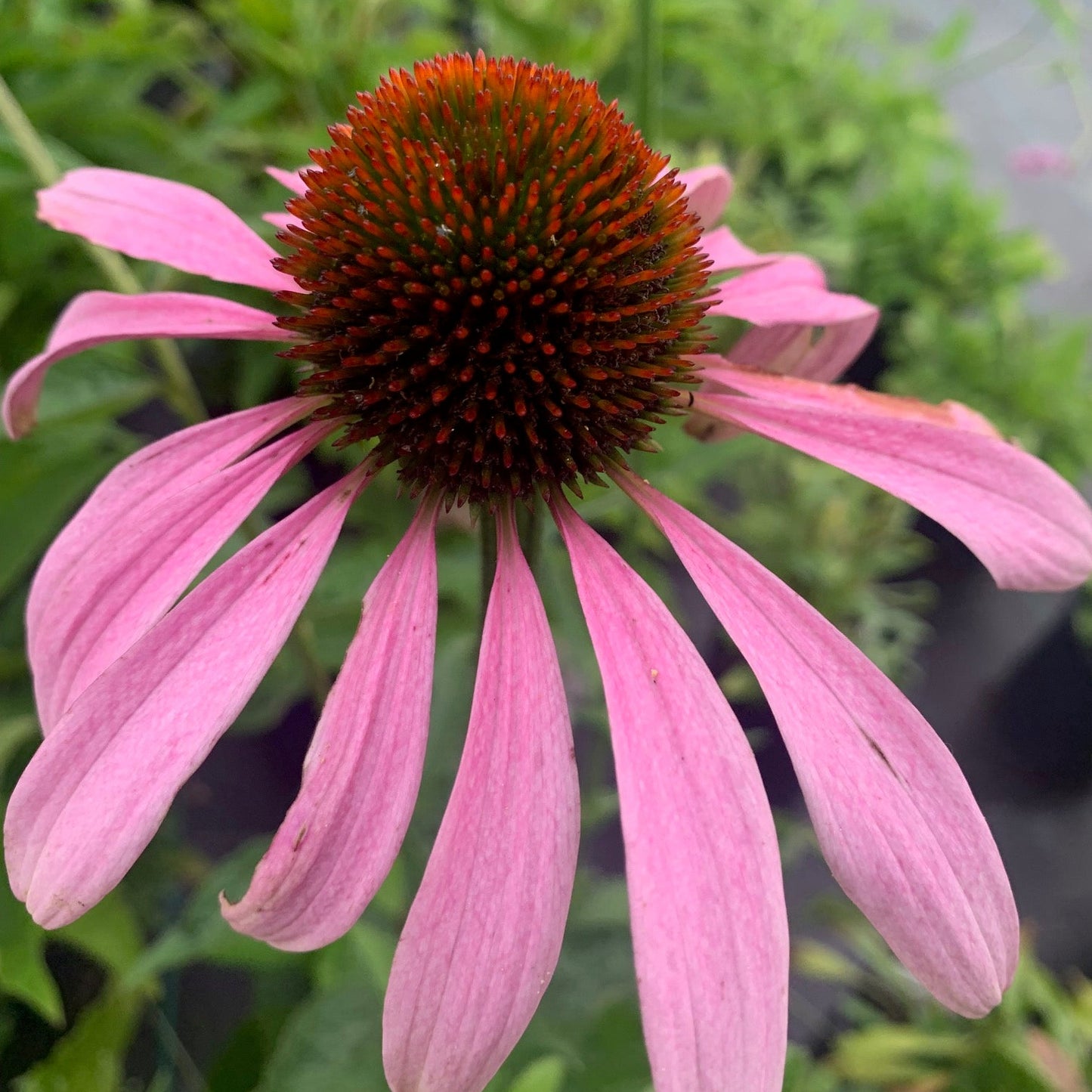ECHINACEA purpurea Purple Cone Flower