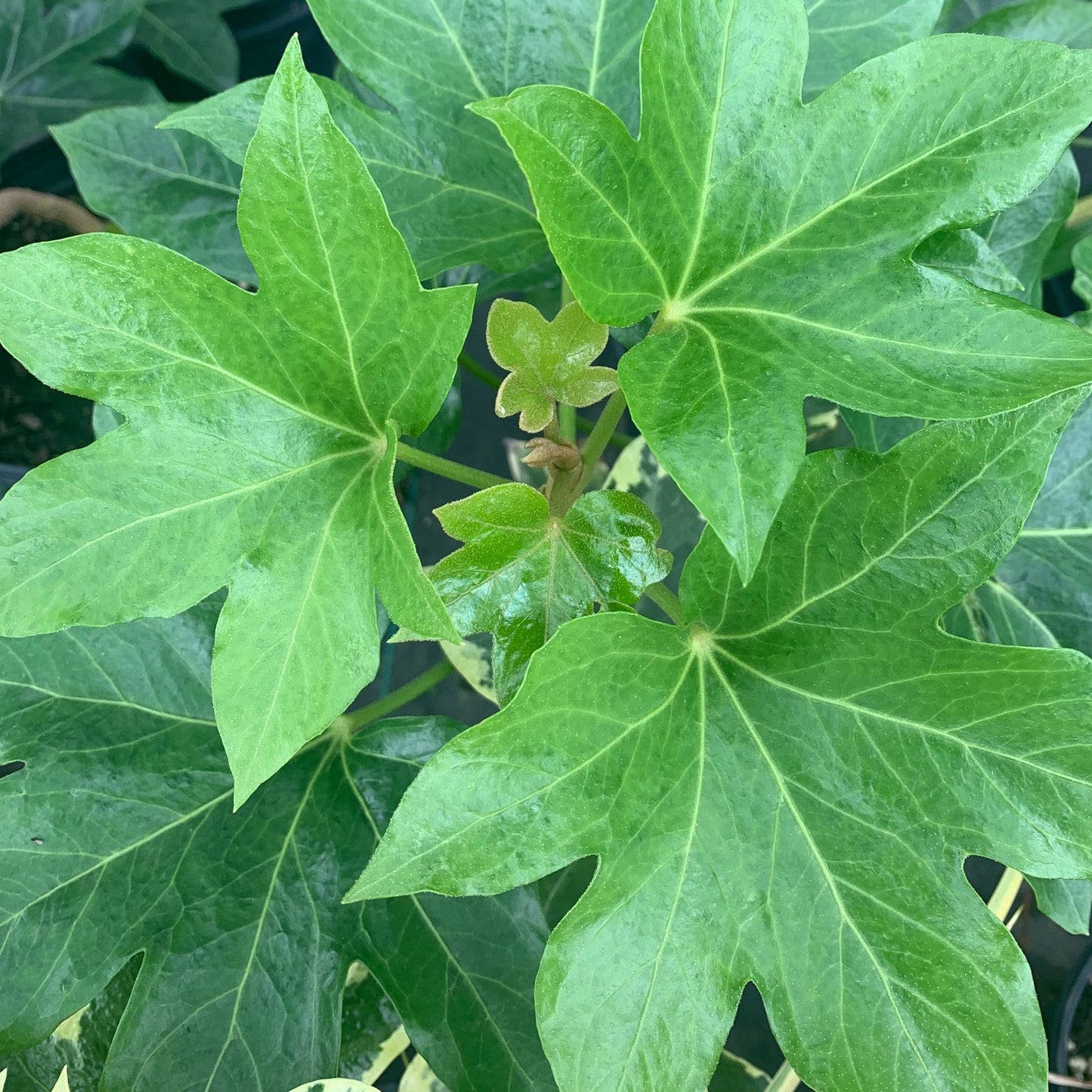 FATSHEDERA lizei Aralia Tree Ivy