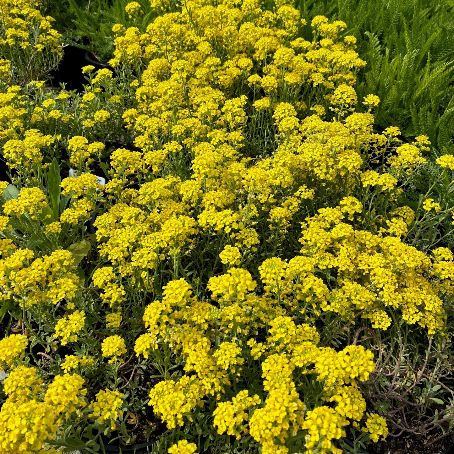 ALLYSUM montanum Mountain Gold Madwort