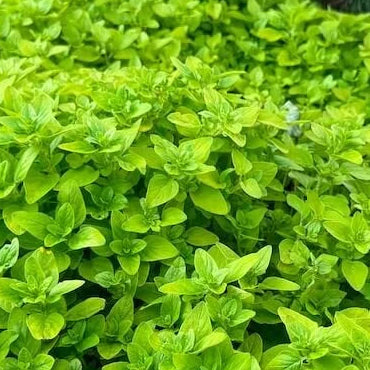 ORIGANUM vulgare aureum Golden Oregano