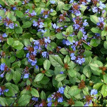 CERATOSTIGMA plumbaginoides Blue Leadwort