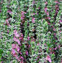 TEUCRIUM chamaedrys Wall Germander