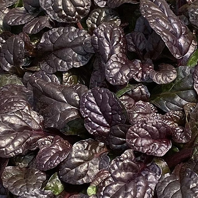 AJUGA reptans Fierce Falcon Bugleweed