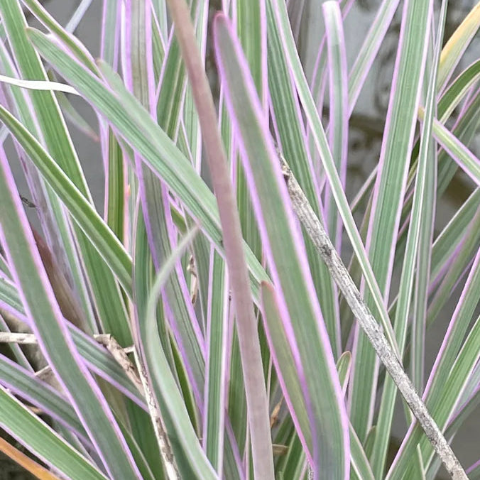 TULBAGHIA violacea variegata Variegated Society Garlic