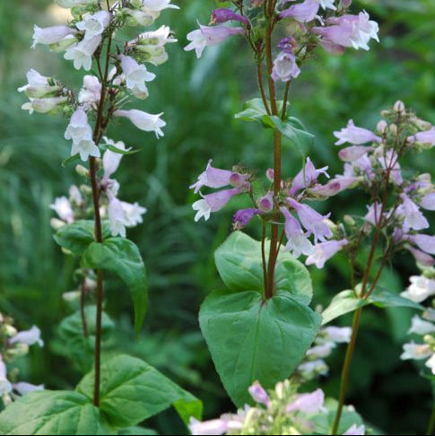 PENSTEMON calycosus Calico Flower Beardtongue