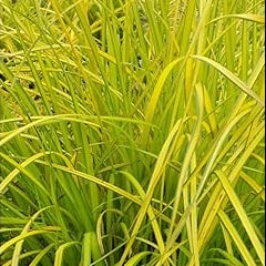CAREX elata aurea Bowles Gold Sedge