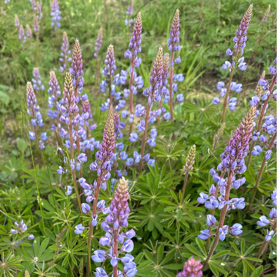 LUPINUS perennis Wild Blue Lupine