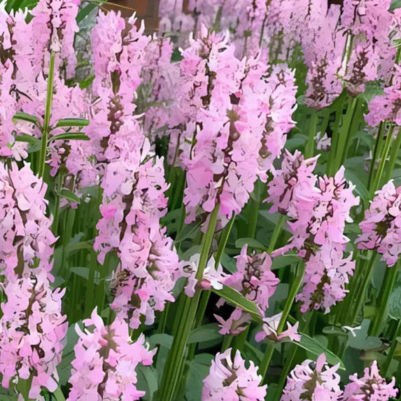 STACHYS officinalis Summer Crush Betony