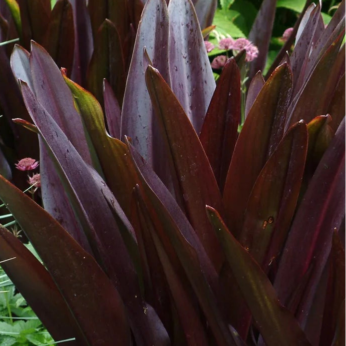 EUCOMIS comosa Oakhurst Purple Pineapple Lily