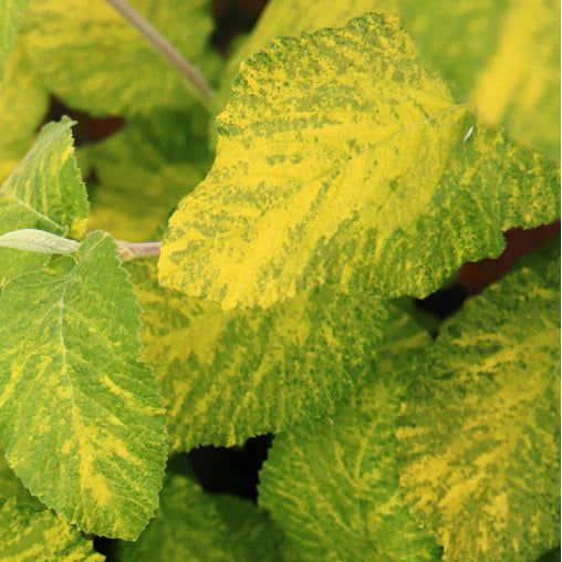 VIBURNUM lantana Wavecrest Variegated Wayfaring Tree