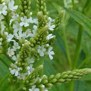 VERBENA hastata White Spires Vervain