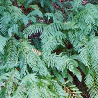 WOODWARDIA fimbriata Giant Chain Fern