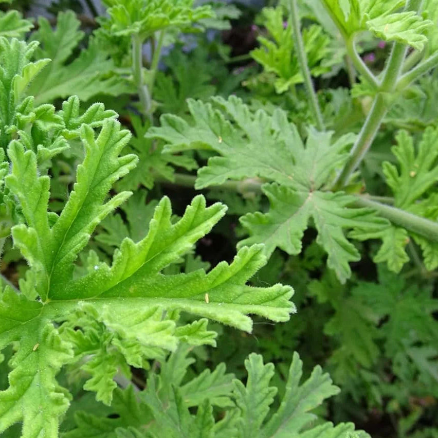 PELARGONIUM citrosum Citronella Scented Geranium