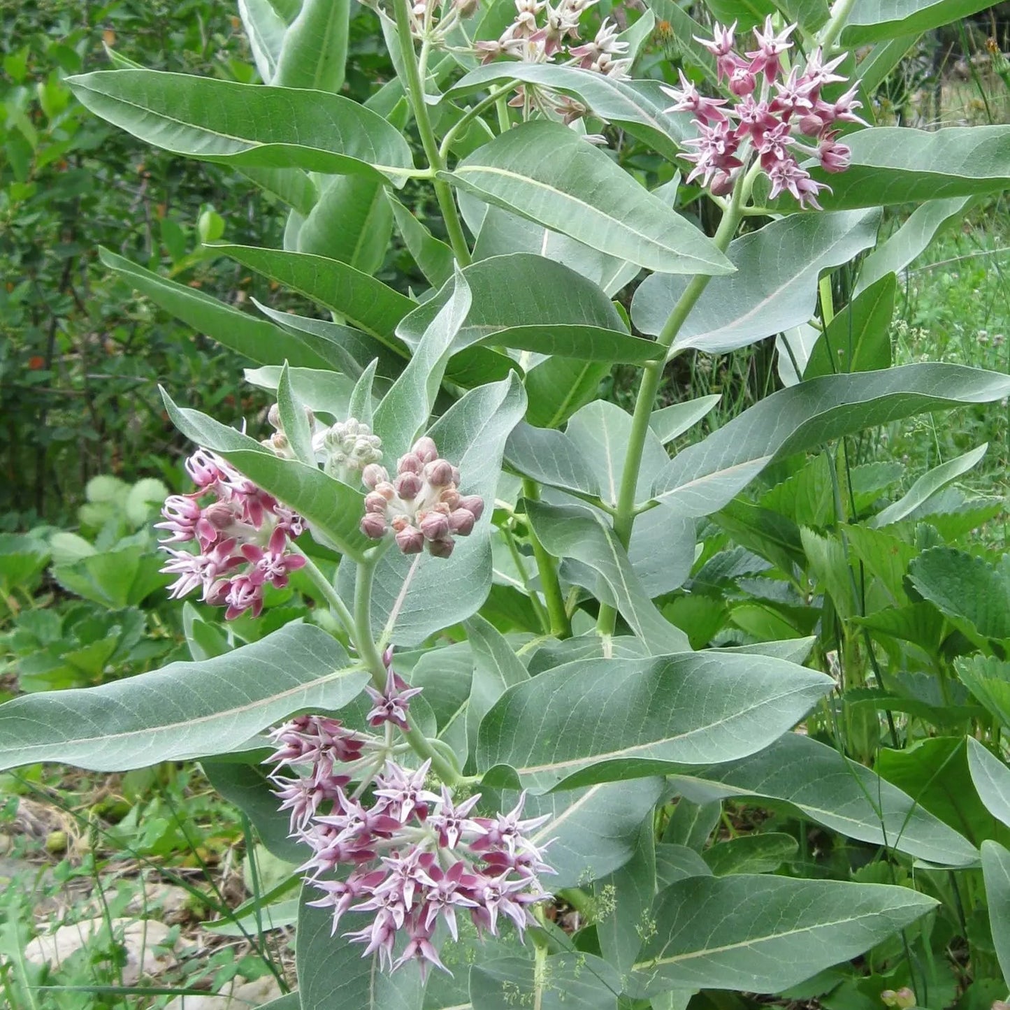 ASCLEPIAS speciosa Showy Milkweed