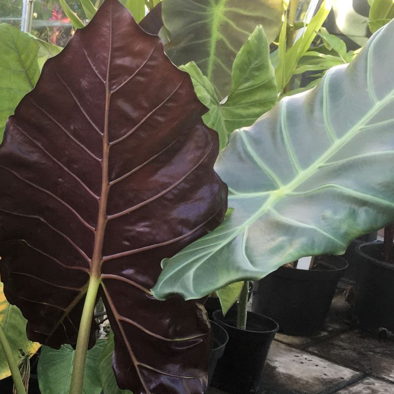 ALOCASIA hybrid Elephant Ear Sumo