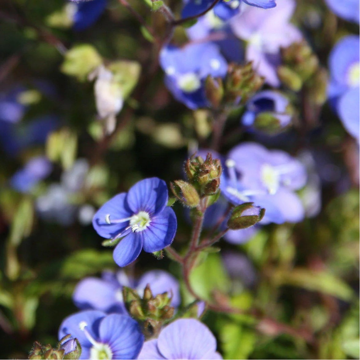 VERONICA peduncularis Georgia Blue Creeping Speedwell