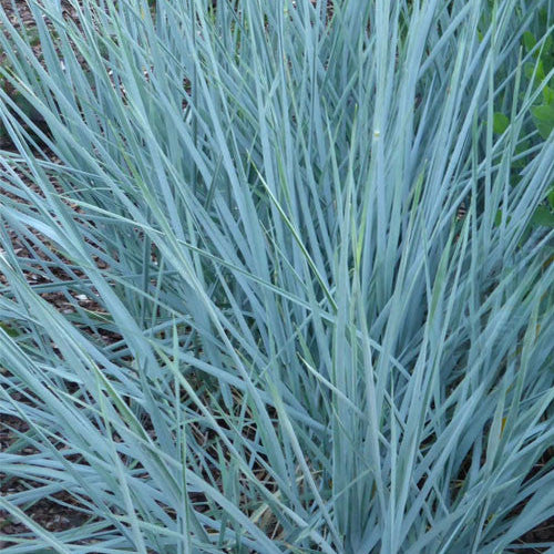 LEYMUS arenarius Blue Dune Lyme Grass