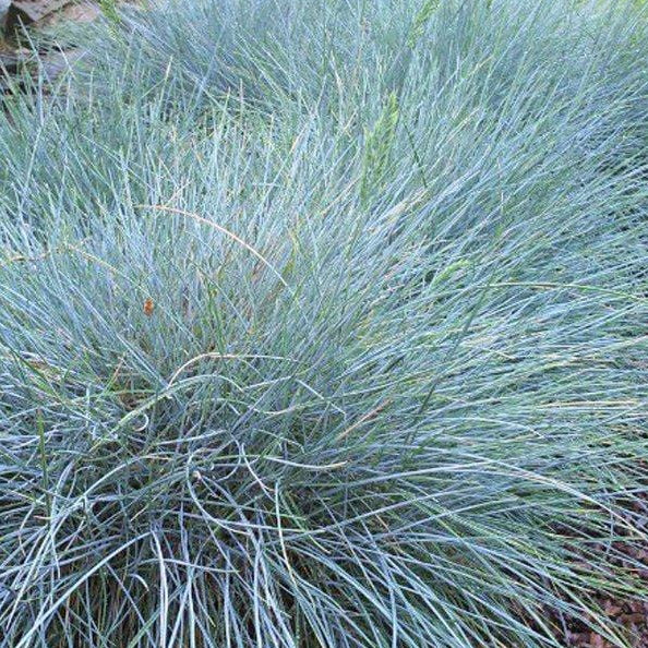 FESTUCA glauca Common Blue Fescue