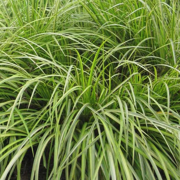 ACORUS gramineus Golden Variegated Sweet Flag "Ogon"