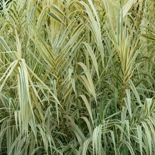 ARUNDO donax Peppermint Stick Giant Reed Grass
