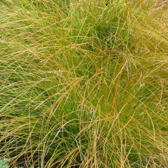CAREX testacea Prairie Fire Sedge