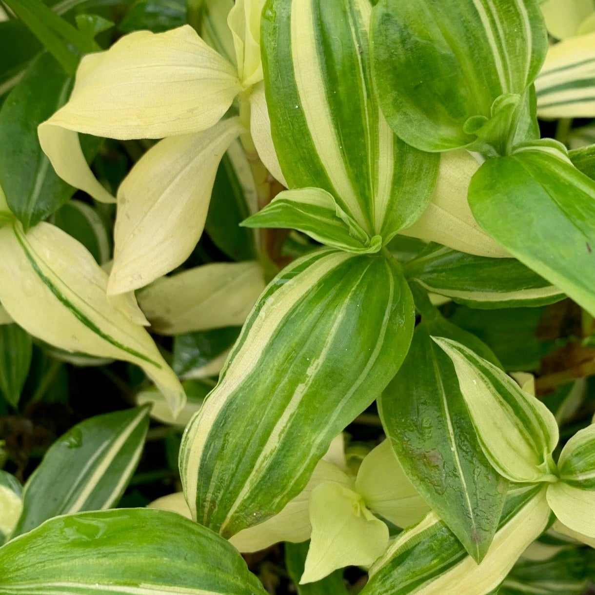 TRADESCANTIA fluminensis Variegata