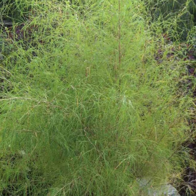 MUHLENBERGIA dumosa Bamboo Muhly Grass