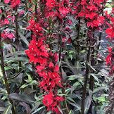 LOBELIA × speciosa Starship Scarlet Bronze Leaf Cardinal Flower