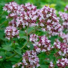 ORIGANUM vulgare hirtum Greek Oregano