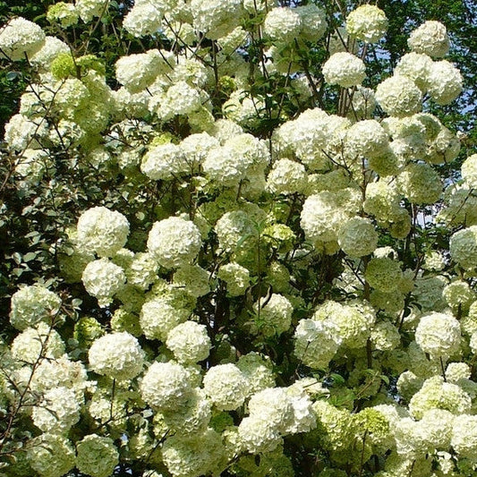 VIBURNUM macrocephalum Chinese Snowball Bush Viburnum (Sterile)