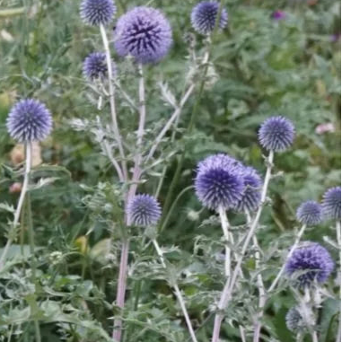 ECHINOPS ritro  Blue Globe Thistle