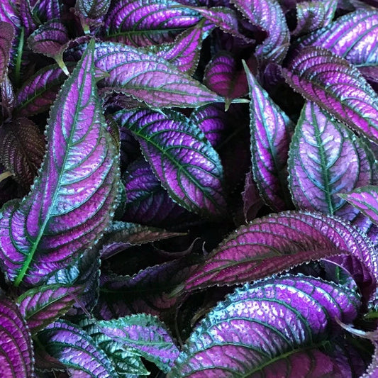 STROBILANTHES dyerianus Persian Shield