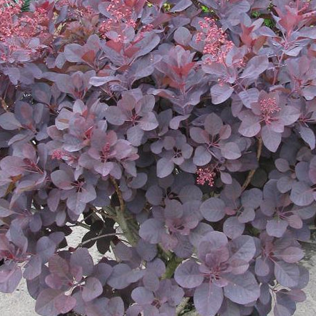 COTINUS coggygria Royal Purple Smoke Tree