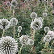 ECHINOPS bannaticus Star Frost Globe Thistle