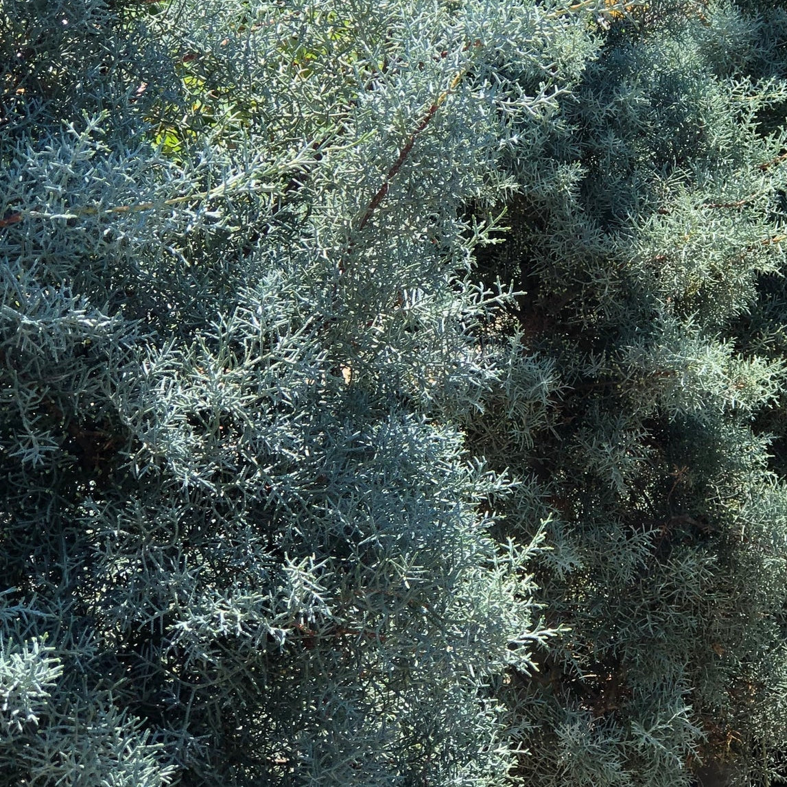 CUPRESSUS arizonica var. glabra Blue Ice Arizona Cypress