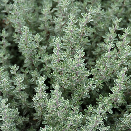 THYMUS × citriodorus Silver Queen Lemon Thyme