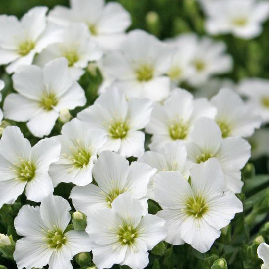 ARENARIA montana Mountain Sandwort