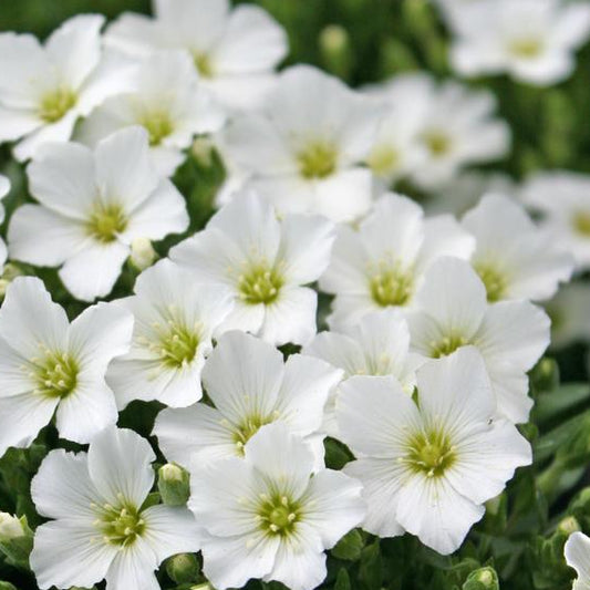 ARENARIA montana Mountain Sandwort