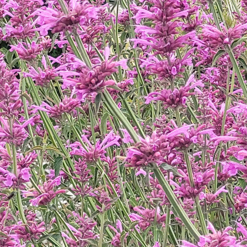AGASTACHE cana x barberi Bolero Hummingbird Mint