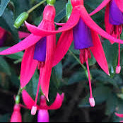 FUSCHIA hybrid Sanihanf Cascading Hardy Fuschia
