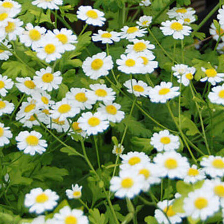 TANACETUM parthenium aureum Golden Moss Feverfew
